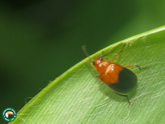 Luperodes apicalis