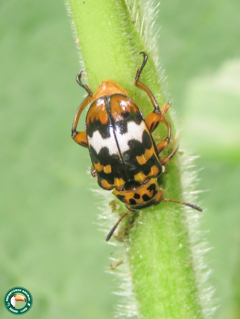 Mastostethus variegatus