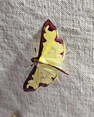Purple-edged Pearl