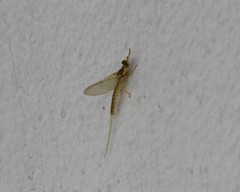 Pentagenia vittigera