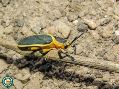 Mecistomela marginata