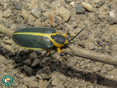 Mecistomela marginata