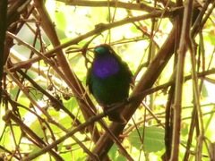 Heliangelus viola
