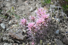 Castilleja angustifolia angustifolia