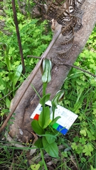 Pterostylis cucullata