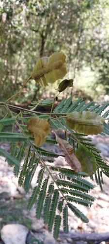 Gagnebina pterocarpa observed 2025-05-27