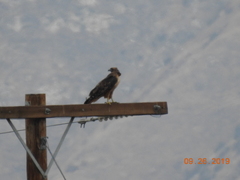 Buteo jamaicensis
