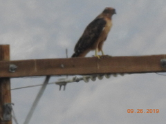 Buteo jamaicensis