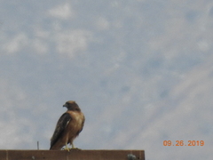 Buteo jamaicensis