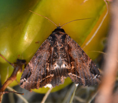 Catephia linteola