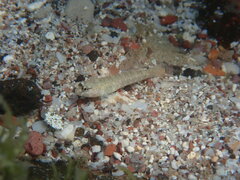 Sonora Goby photo 4