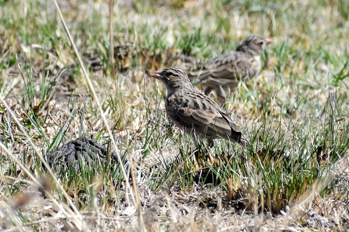 iNaturalist image