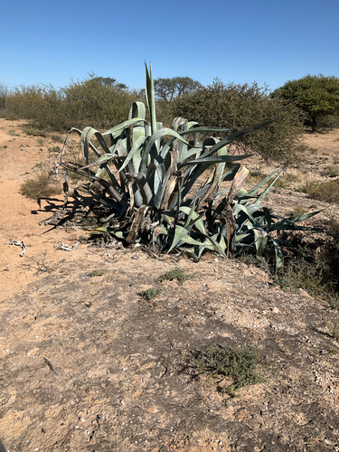American century plant