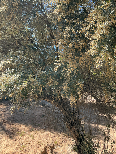 Wild Camphorbush