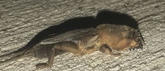 Neocurtilla hexadactyla