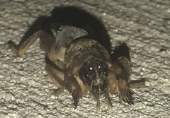 Neocurtilla hexadactyla