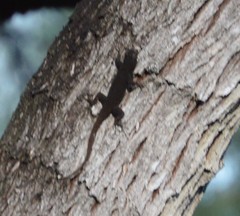 Sceloporus grammicus