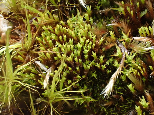 Bryoerythrophyllum ferruginascens observed 2025-06-20