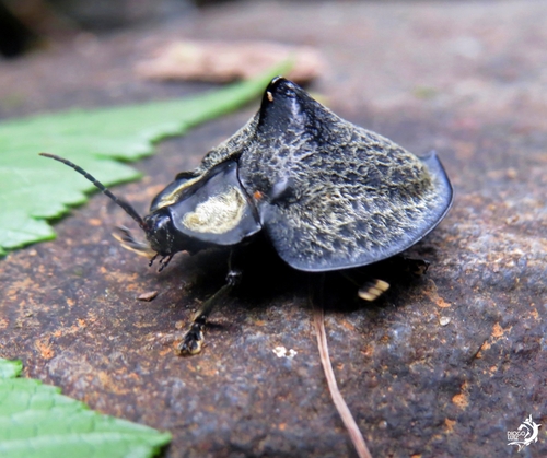 Mesomphalia gibbosa