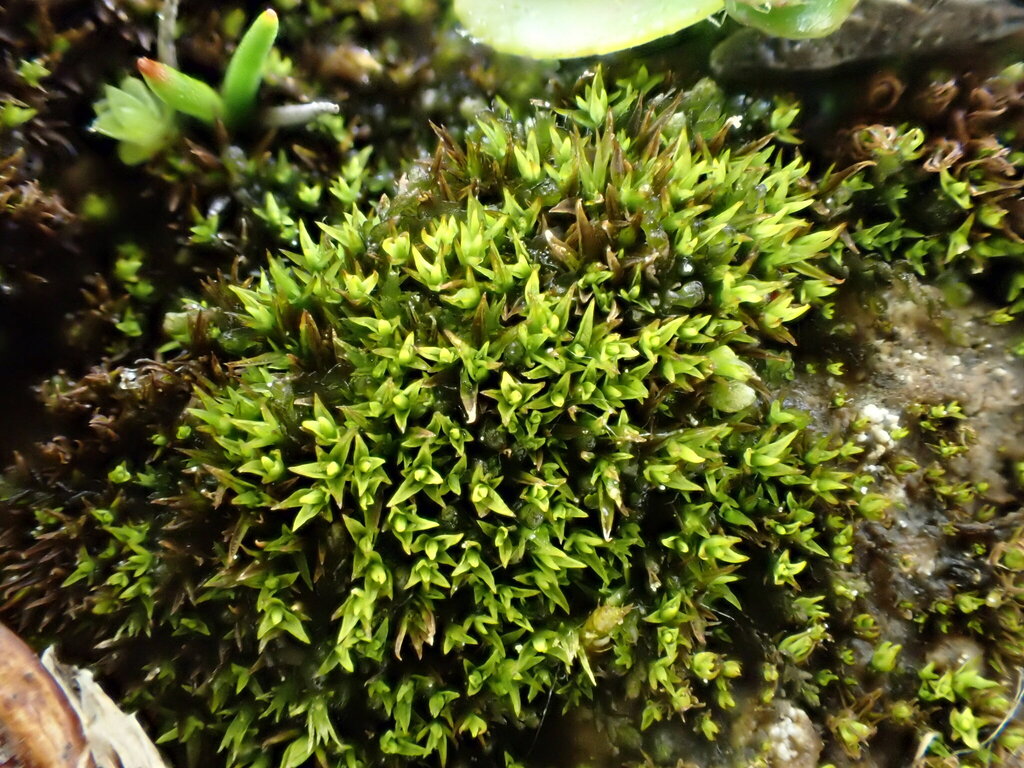 Weissia wimmeriana