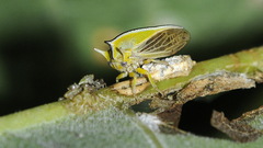 Alchisme tridentata