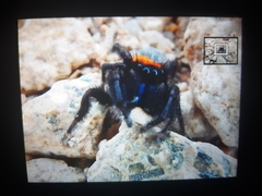 Phidippus nikites