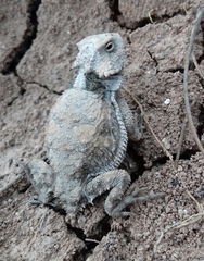 Phrynosoma braconnieri