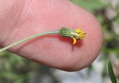 Bidens leptocephala