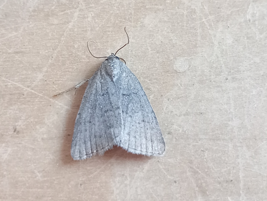 Reddish Buff