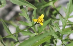 Bidens leptocephala