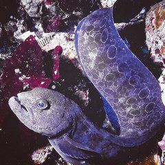 Anarrhichthys ocellatus