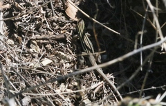 Aspidoscelis stictogrammus