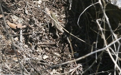 Aspidoscelis stictogrammus