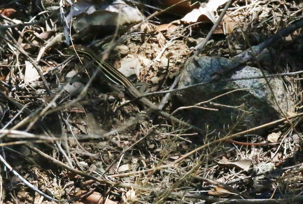 Whiptail Shell Giant Spotted Whiptail in September 2019 by James Bailey · iNaturalist