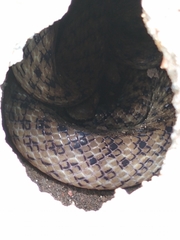 Madagascarophis colubrinus