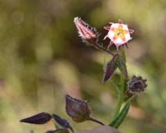 Trichodesma africanum
