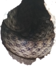 Madagascarophis colubrinus