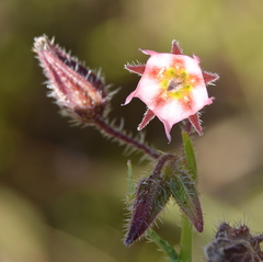Trichodesma africanum
