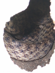 Madagascarophis colubrinus