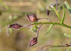 Trichodesma africanum