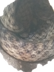 Madagascarophis colubrinus