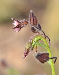 Trichodesma africanum