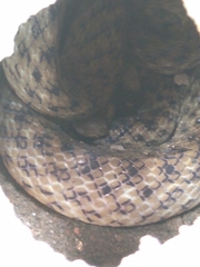 Madagascarophis colubrinus