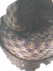 Madagascarophis colubrinus