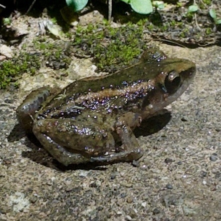 Sierra de Trinidad Robber Frog