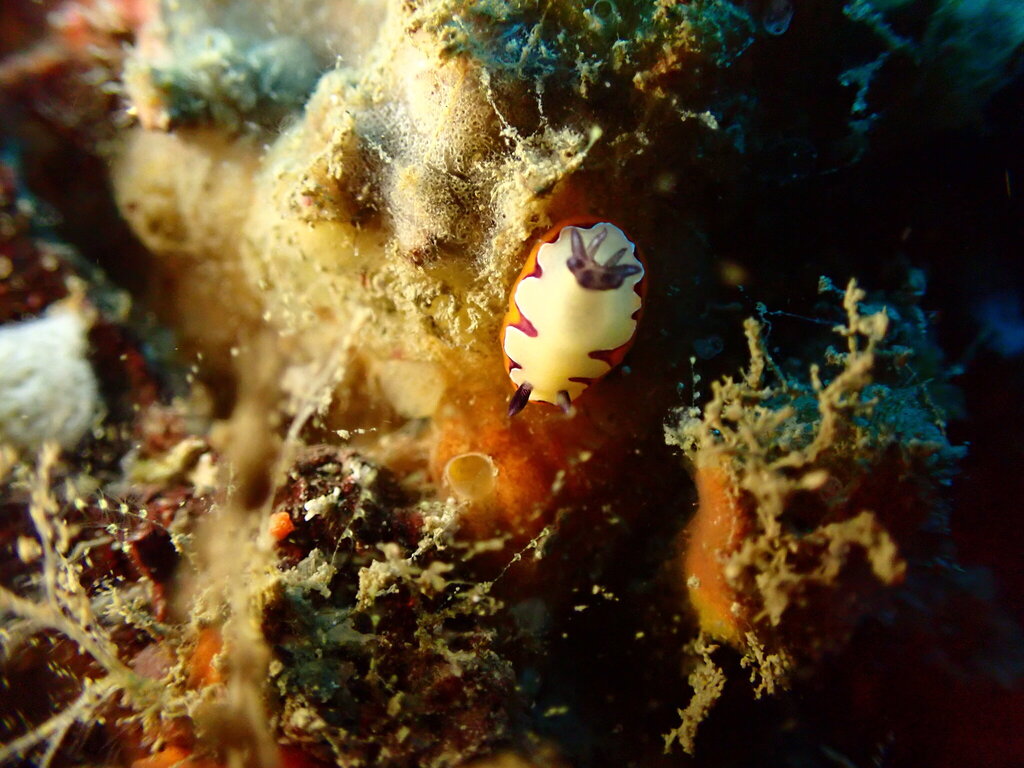 Fiesta Rainbow Dorid