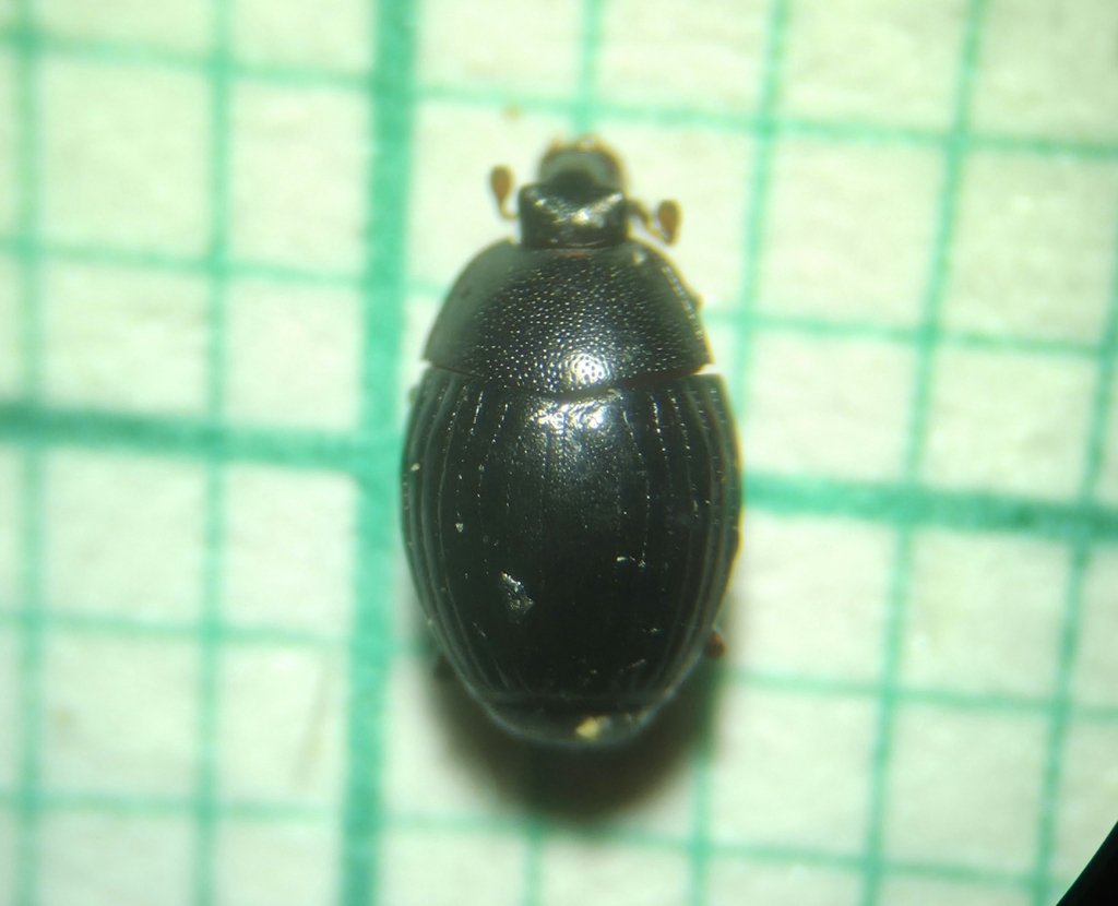 Pseudepierus italicus