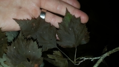 Crataegus macrosperma