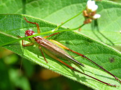 Orchelimum pulchellum