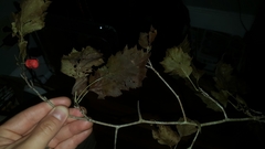 Crataegus macrosperma